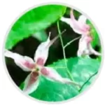 horny goat weed